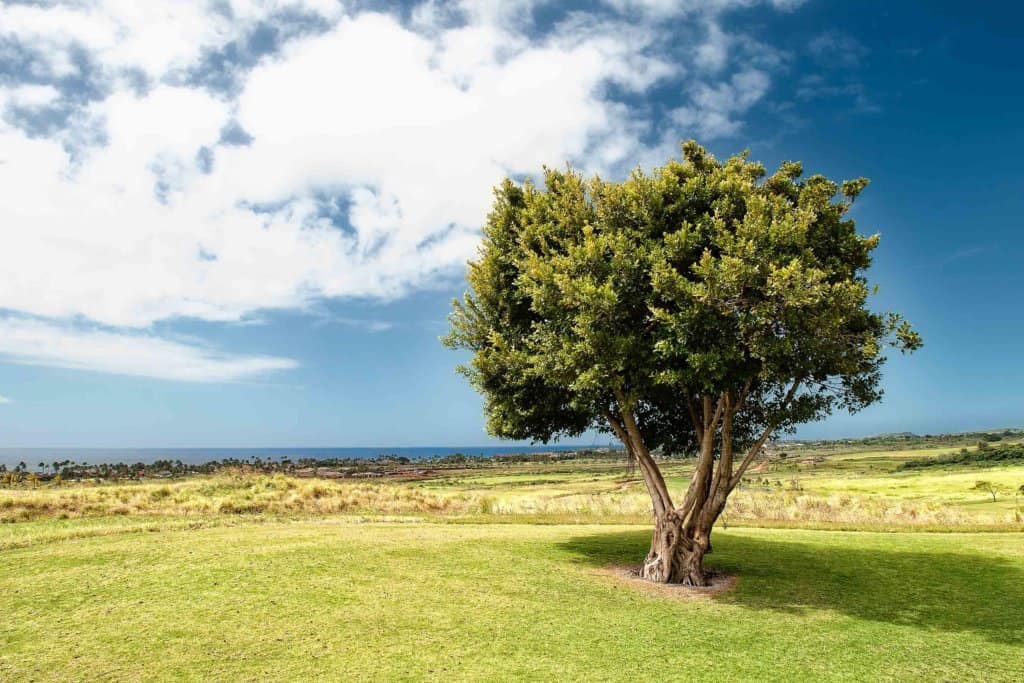 tree with green grass
