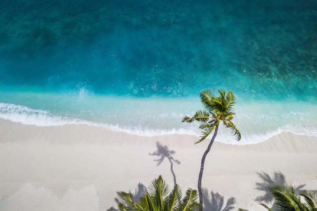 beach-scene-with-palm-trees