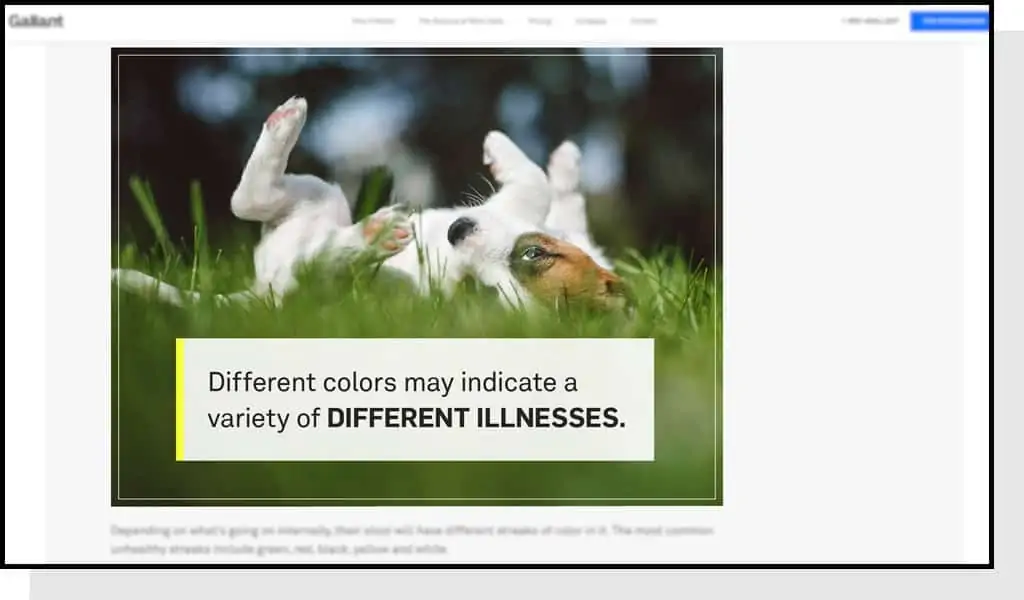 dog stock photo example