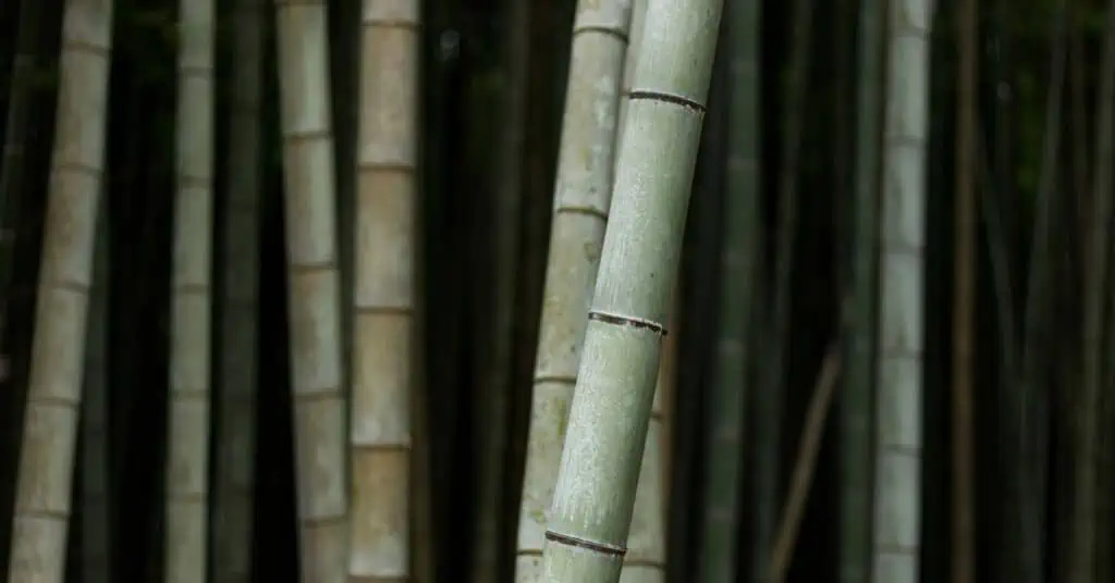 An image of bamboo