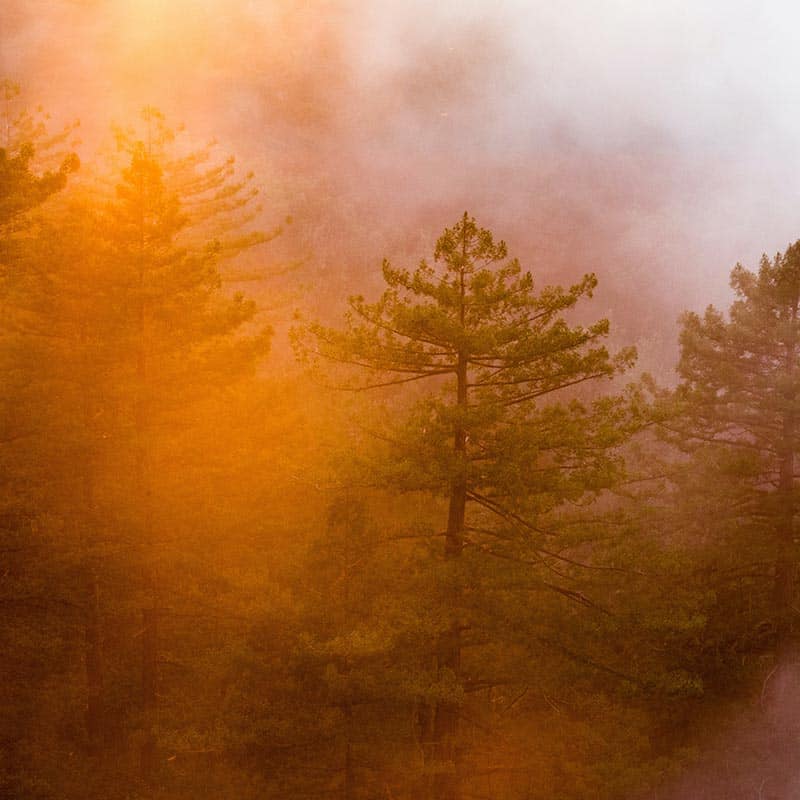 evergreen trees in smoke