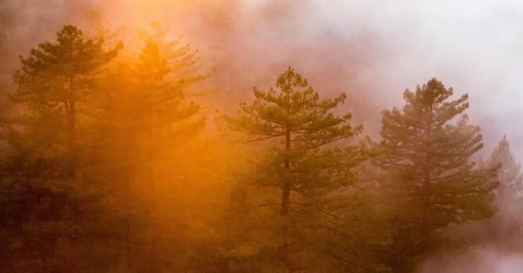evergreen trees in smoke