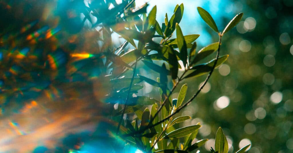 Green leaves and branches in an abstract dewy background.