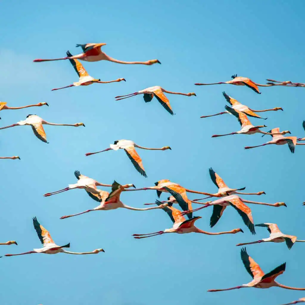Birds flying in the sky.
